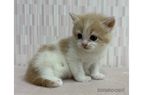 販売中の千葉県のスコティッシュフォールド-115933の3枚目