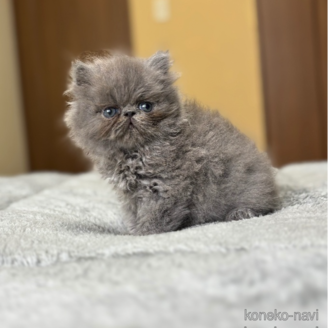 販売中の北海道のエキゾチックロングヘア-115934