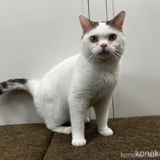 販売中の愛知県のマンチカン-90123