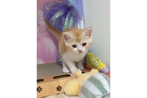 販売中の千葉県のキンカロー-115936の10枚目