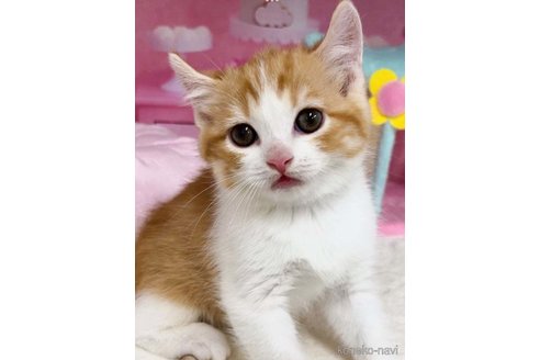 販売中の千葉県のキンカロー-115937の9枚目