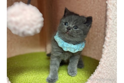 販売中の神奈川県のブリティッシュショートヘア-115953の6枚目