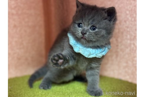販売中の神奈川県のブリティッシュショートヘア-115953の4枚目