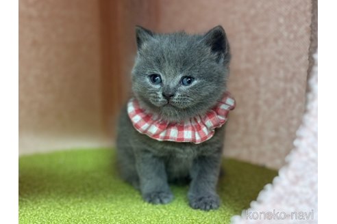 販売中の神奈川県のブリティッシュショートヘア-115954の4枚目