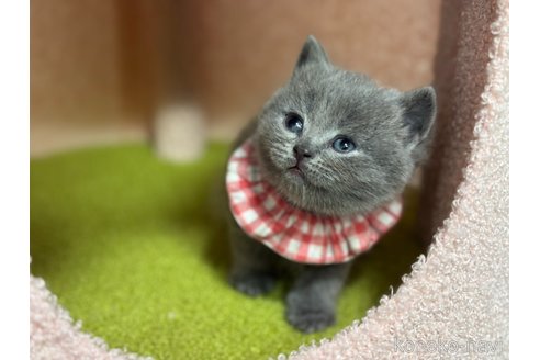 販売中の神奈川県のブリティッシュショートヘア-115954の2枚目