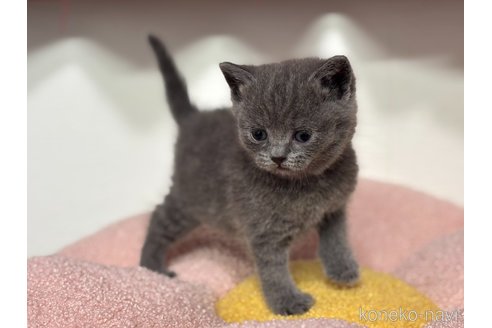 販売中の神奈川県のブリティッシュショートヘア-115956の2枚目