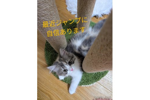 販売中の愛知県のミヌエット-112473の2枚目