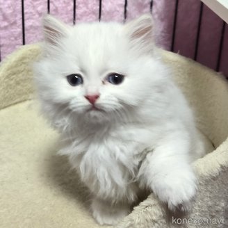 販売中の福岡県のマンチカン(短足)-112901の2枚目