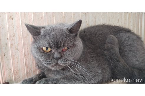 販売中の千葉県のブリティッシュショートヘア-115959の3枚目