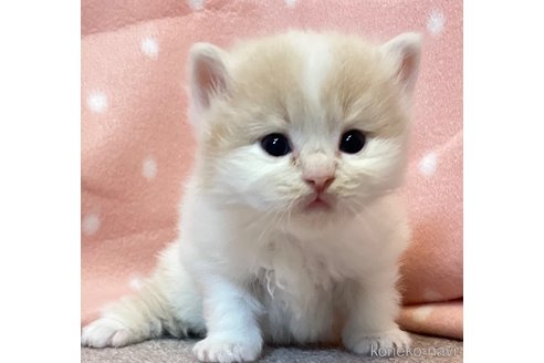 販売中の三重県のスコティッシュフォールド-115961の1枚目