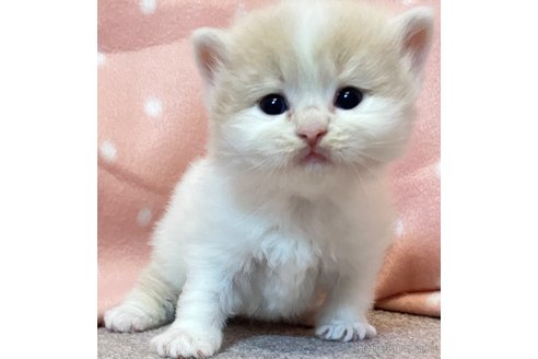 販売中の三重県のスコティッシュフォールド-115961の2枚目