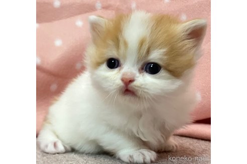 販売中の三重県のスコティッシュフォールド-115962