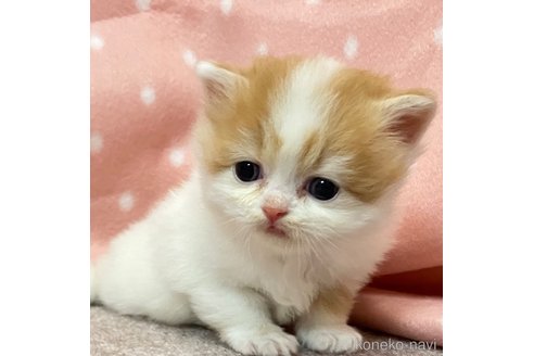 販売中の三重県のスコティッシュフォールド-115962の2枚目