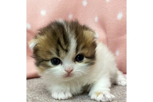 販売中の三重県のスコティッシュフォールド(折れ耳)-115963の2枚目