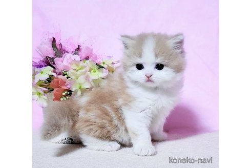 販売中の群馬県のミヌエット-115968の1枚目