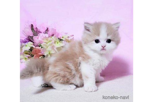販売中の群馬県のミヌエット-115968の4枚目