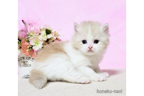 販売中の群馬県のミヌエット-115970の4枚目