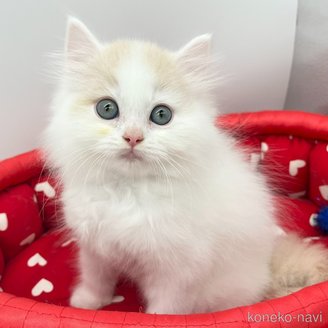 販売中の愛知県のスコティッシュフォールド-115972の3枚目