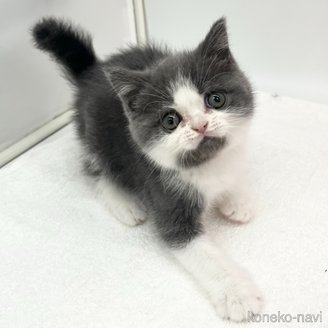 販売中の愛知県のブリティッシュショートヘア-115974の3枚目