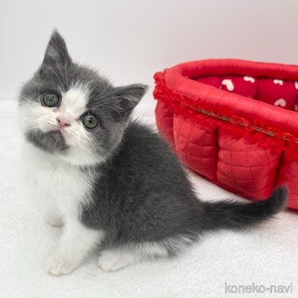 販売中の愛知県のブリティッシュショートヘア-115974の2枚目