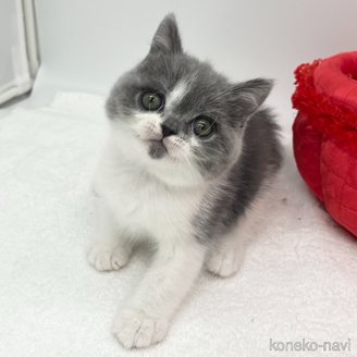 販売中の愛知県のブリティッシュショートヘア-115975の2枚目