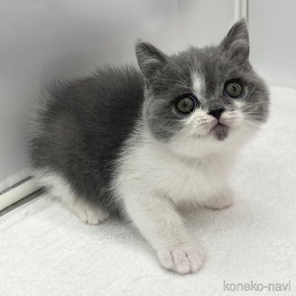 販売中の愛知県のブリティッシュショートヘア-115975の1枚目