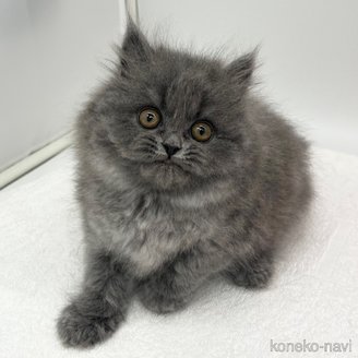販売中の愛知県のブリティッシュロングヘア-115976の1枚目