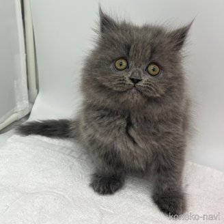 販売中の愛知県のブリティッシュロングヘア-115977の3枚目