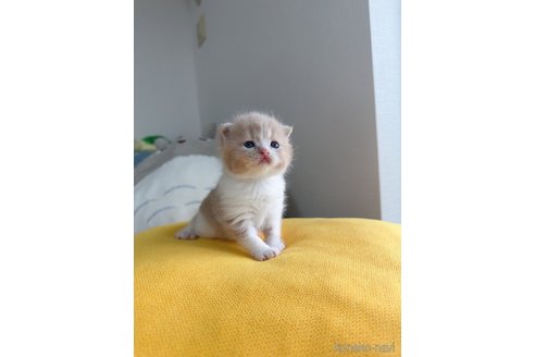 販売中の福岡県のスコティッシュフォールド(折れ耳)-115986の1枚目