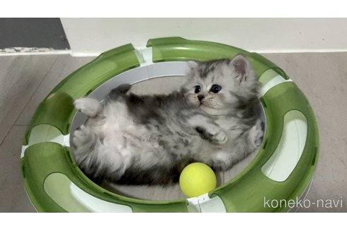 販売中の福岡県のミヌエット-115985の5枚目
