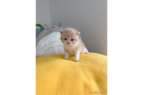 販売中の福岡県のスコティッシュフォールド-115987の1枚目