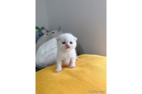 販売中の福岡県のスコティッシュフォールド(折れ耳)-115988の1枚目