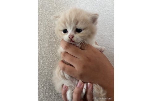 販売中の千葉県のマンチカン(短足)-115314の7枚目