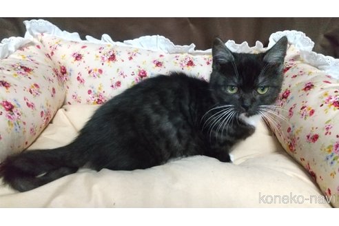 商談中の愛知県のマンチカン-113999の3枚目