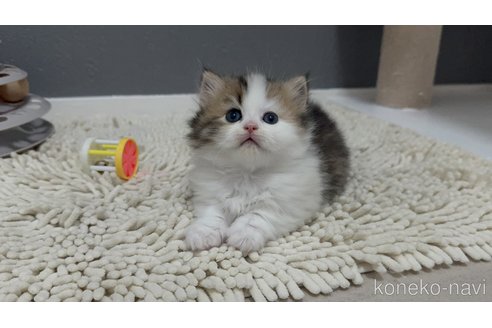 販売中の福岡県のミヌエット(短足)-115993の3枚目