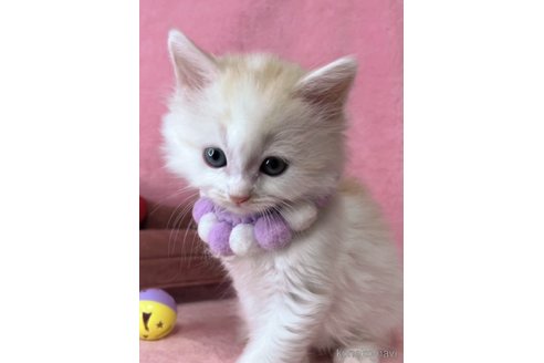 販売中の千葉県のサイベリアン-115994の10枚目
