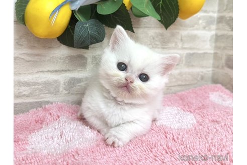 販売中の埼玉県のミヌエット(短足)-115997の4枚目