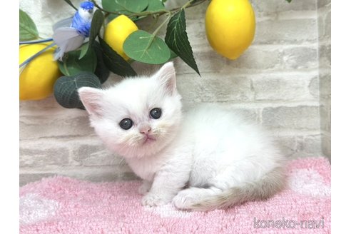 販売中の埼玉県のミヌエット(短足)-115997の3枚目