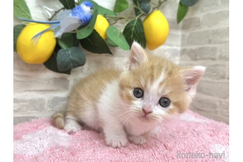 販売中の埼玉県のミヌエット(短足)-116000の4枚目