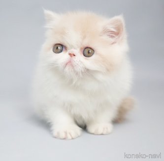 販売中の大阪府のエキゾチックショートヘア-116014の2枚目