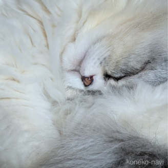 販売中の宮城県のスコティッシュフォールド-80222の6枚目