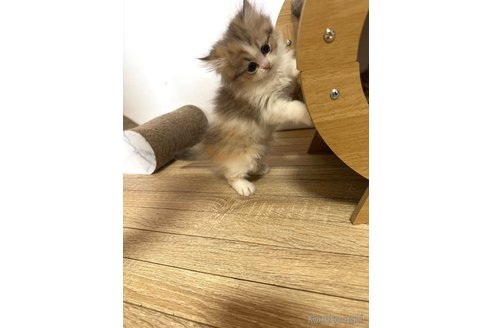 販売中の千葉県のペルシャ-115852の2枚目
