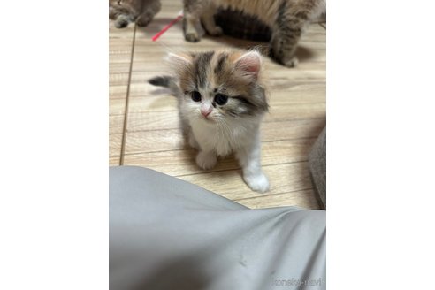 販売中の千葉県のペルシャ-116017の3枚目