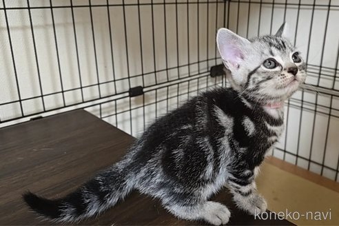 成約済の岐阜県のアメリカンショートヘア-114619の10枚目