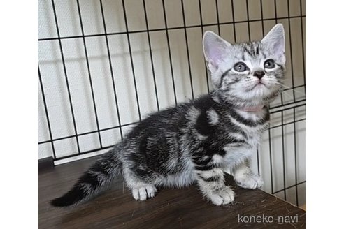 成約済の岐阜県のアメリカンショートヘア-114619の11枚目