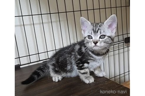成約済の岐阜県のアメリカンショートヘア-114619の9枚目