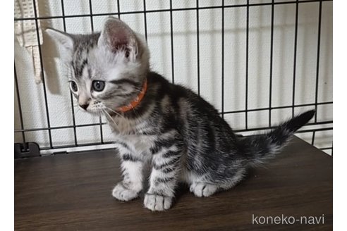 成約済の岐阜県のアメリカンショートヘア-114605の2枚目