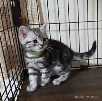 成約済の岐阜県のアメリカンショートヘア-114623の6枚目