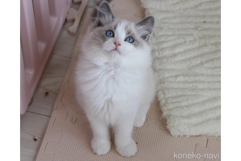 成約済の山梨県のラグドール-111632の5枚目