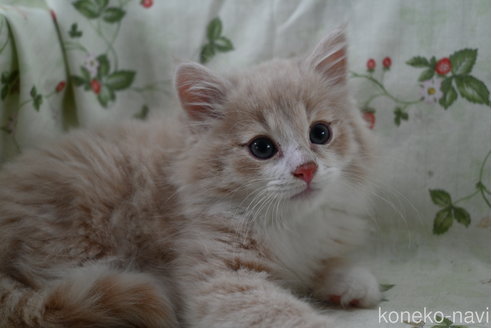 販売中の静岡県のノルウェージャンフォレストキャット-115522の1枚目